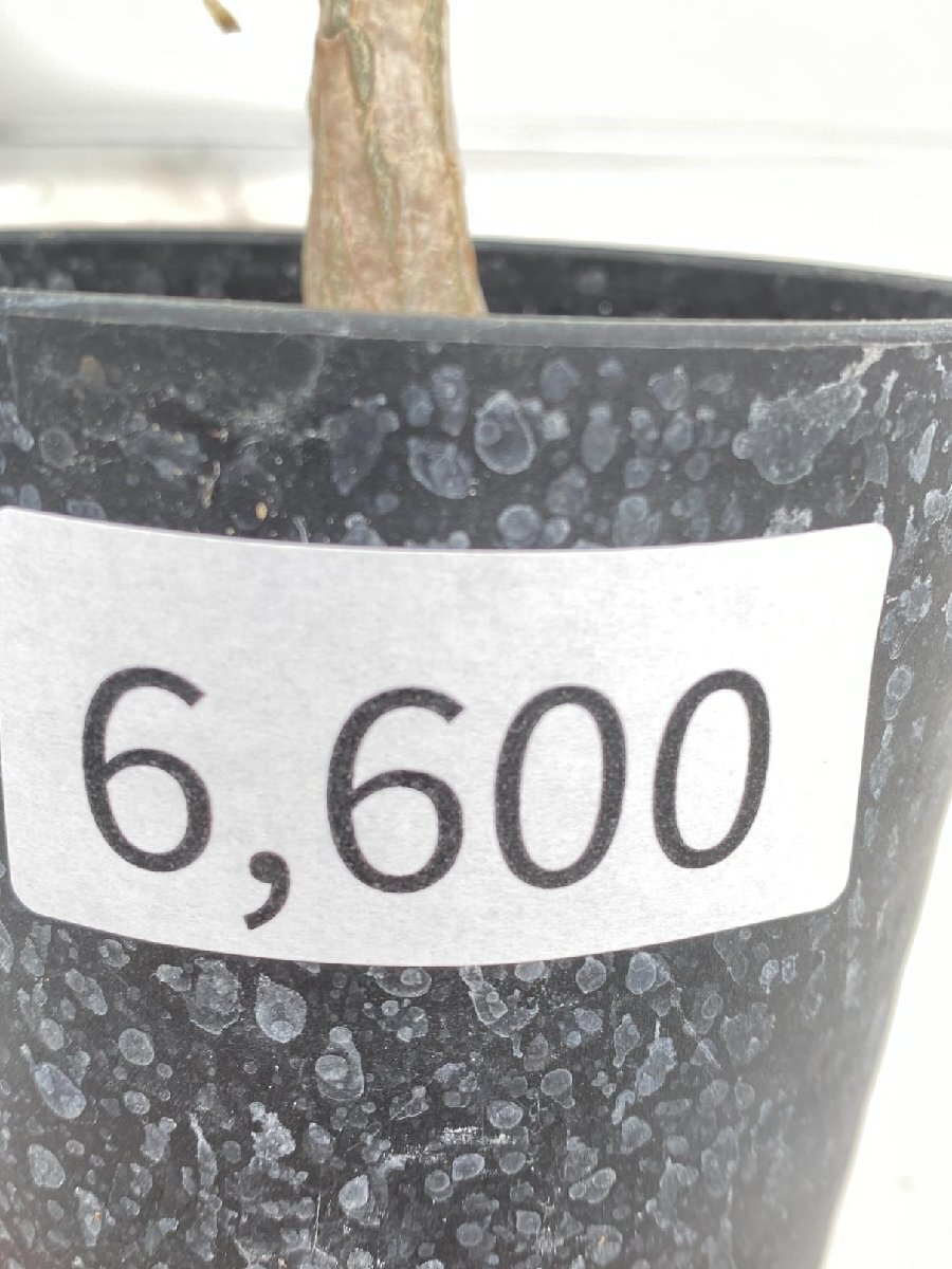6600 「実生」アデニアSP マダガスカル産種子株 植え【発根・Adenia・塊根植物】の画像3