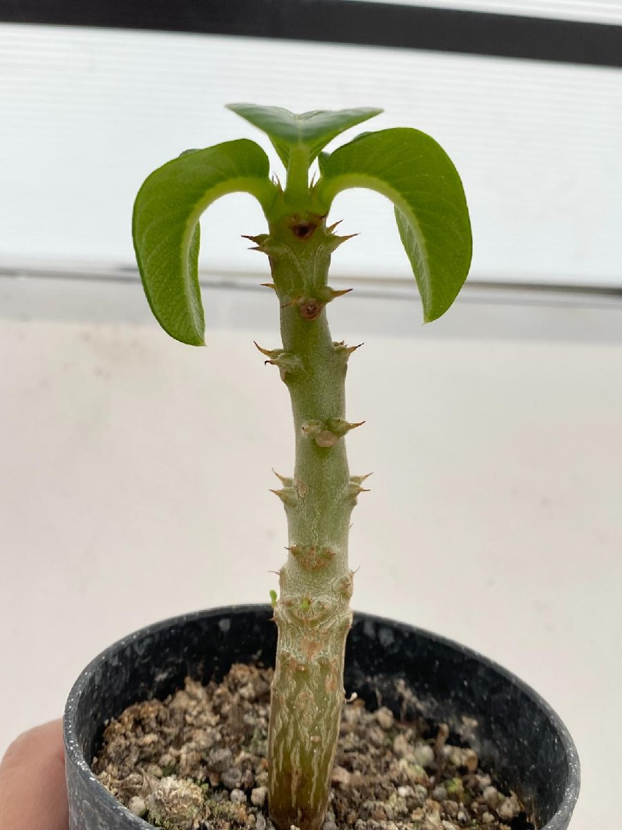 6547 「実生」パキポディウム ウィンゾリ 【発根・Pachypodium windsorii・塊根植物】の画像1