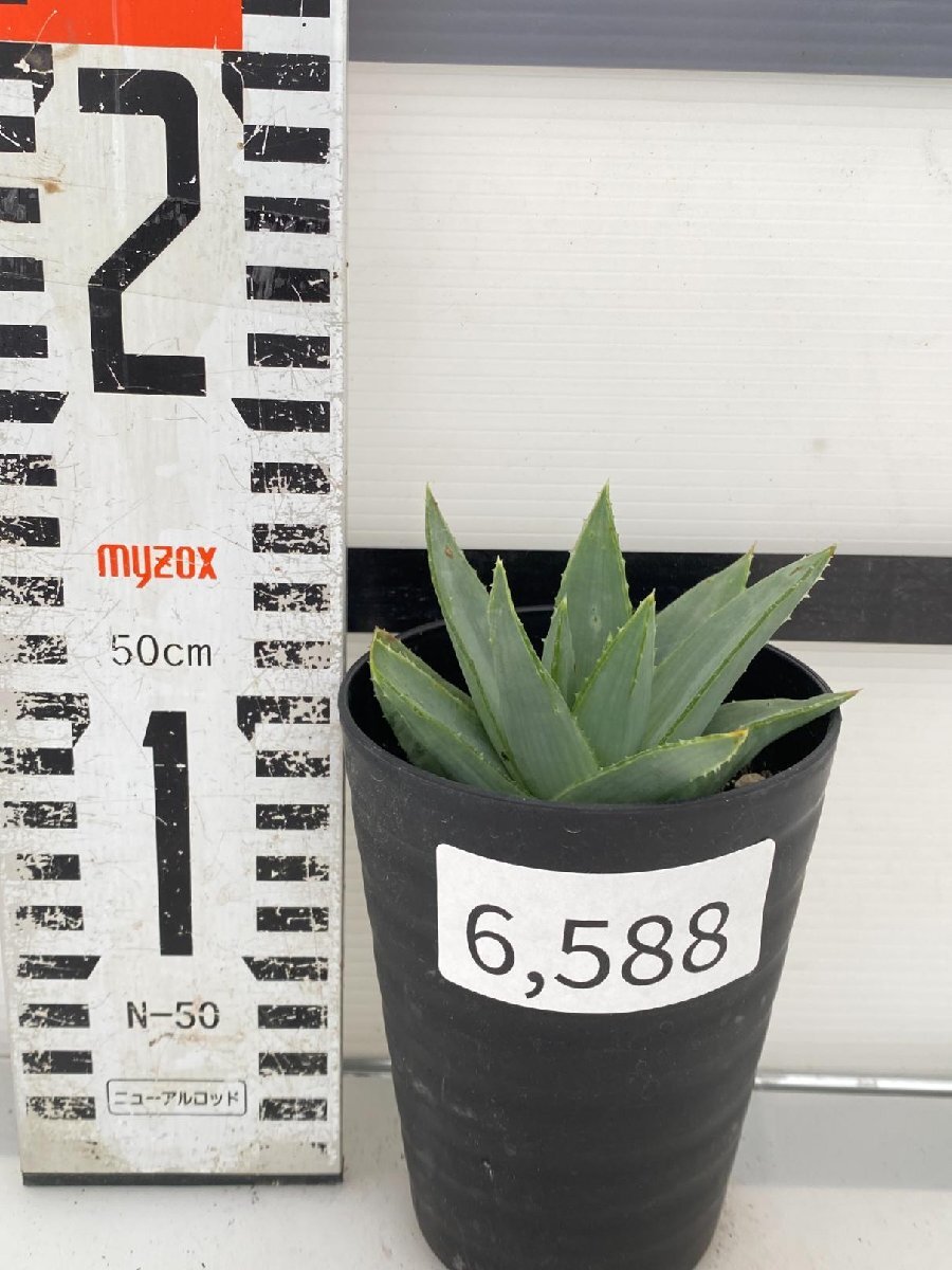 6588 「多肉植物」アロエ ポリフィラ【実生・成長順調厳選株・Aloe polyphylla・多肉植物・発根】の画像2