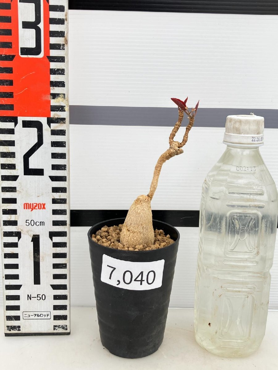 7040 「多肉植物」ユーフォルビア ラバティ レッドリーフ 植え【発根未確認・発芽・labatii f. 'RedLeaf】の画像2