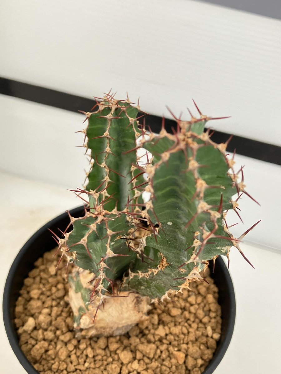 7048 「多肉植物」ユーフォルビア ペラングスタ 植え【発根 7048 「多肉植物」ユーフォルビア ペラングスタ 植え【発根