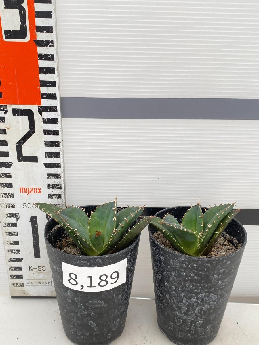 8189 「激レア高級品種」アガベ チタノタ 白鯨 2株セット【発根・多肉植物・Agave Titanota White Whale】の画像4