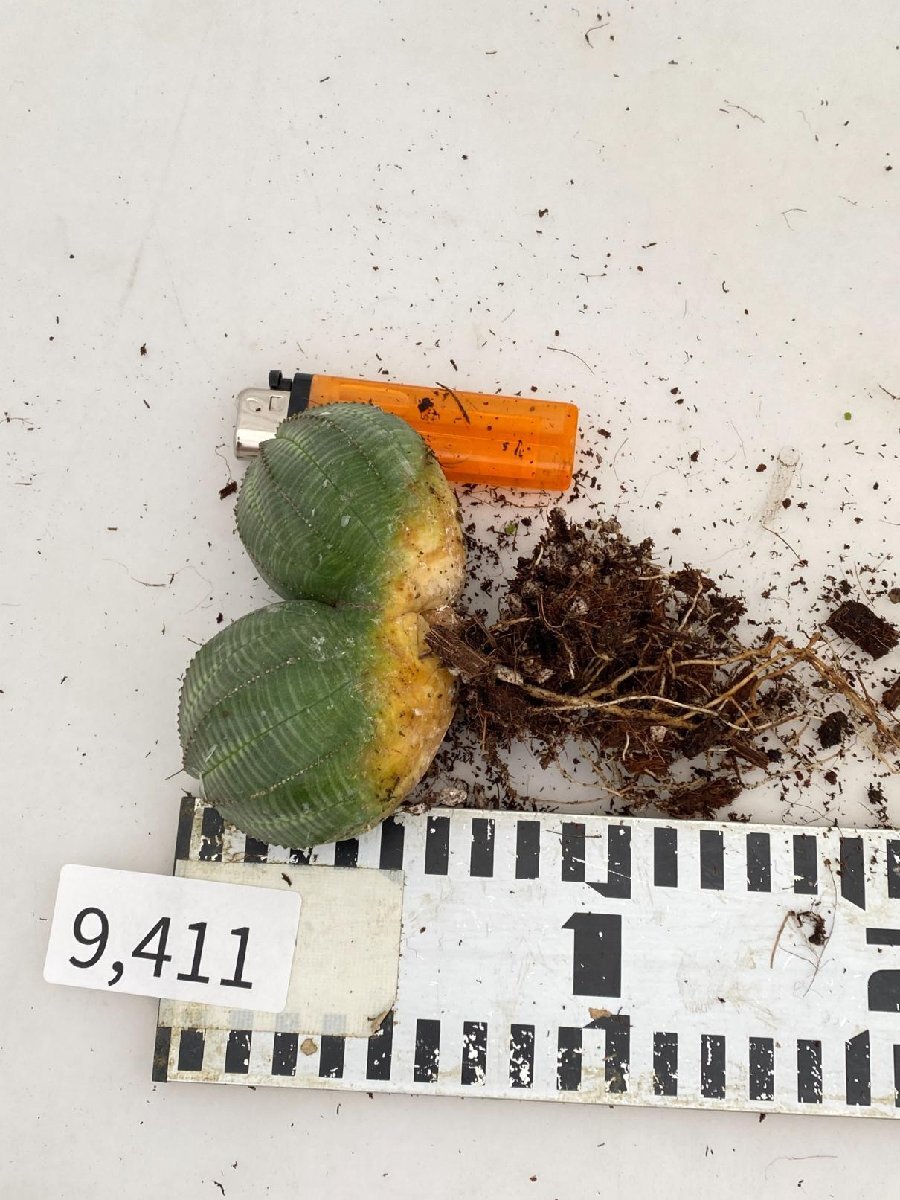 9411 「多肉植物I」ユーフォルビア　オベサ 多頭　抜き苗【極上特選大株・畑に地植え株・発根・Euphorbia obesa・美株】_画像10