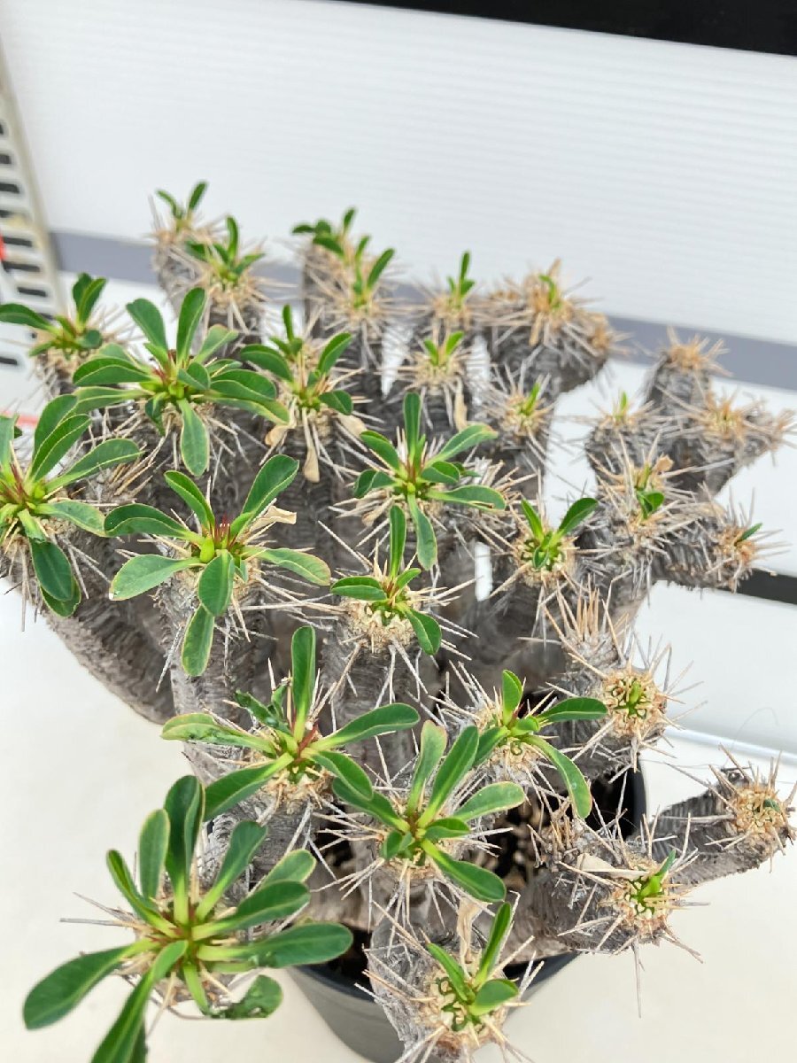 8981 「多肉植物」ユーフォルビア ギラウミニアナ 植え【発根・Euphorbia guillauminiana・発芽開始】_画像4