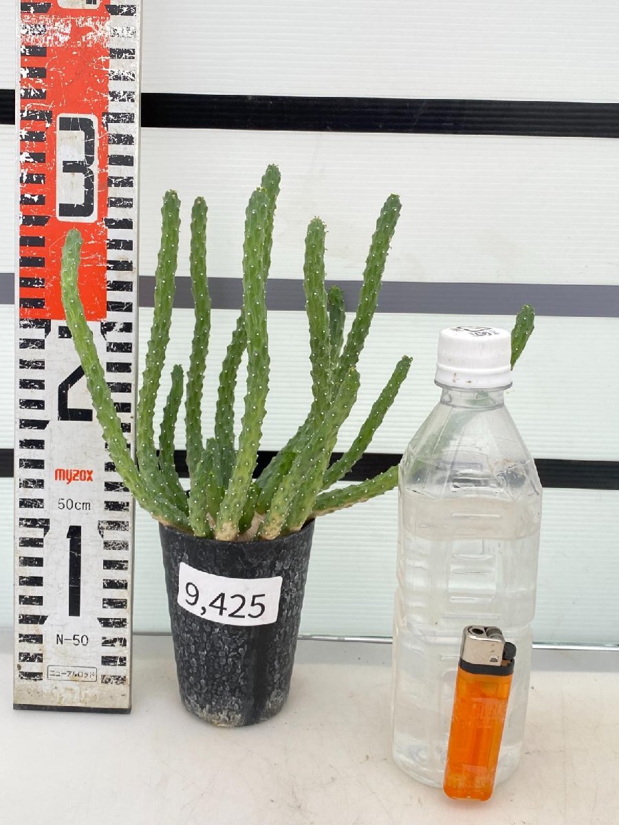 9425 「実生」ユーフォルビア イネルミス 【塊根植物・Euphorbia inermis】_画像6