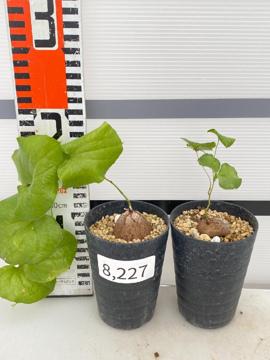 8227 「実生」ディオスコレア アフリカ亀甲竜 2株セット【発根・Dioscorea elephantipes・美株】の画像1