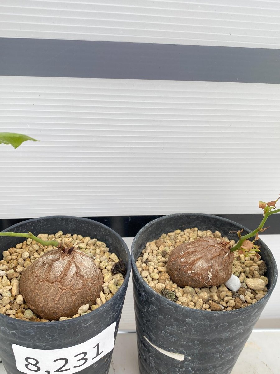 8231 「実生」ディオスコレア アフリカ亀甲竜 2株セット【発根・Dioscorea elephantipes・美株】の画像3