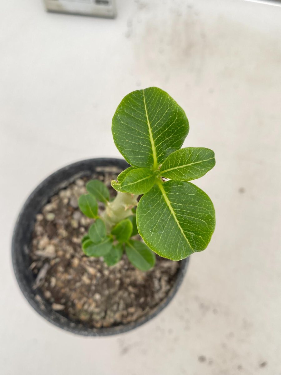 8157 「実生」パキポディウム ウィンゾリ 【種から発芽・発根・Pachypodium windsorii・塊根植物】の画像6