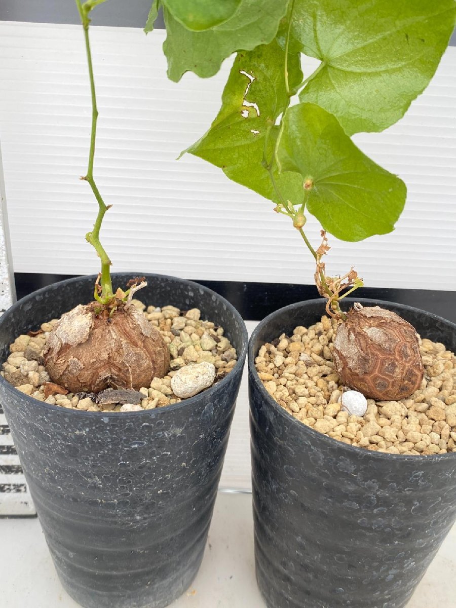 8228 「実生」ディオスコレア アフリカ亀甲竜 2株セット【発根・Dioscorea elephantipes・美株】の画像3