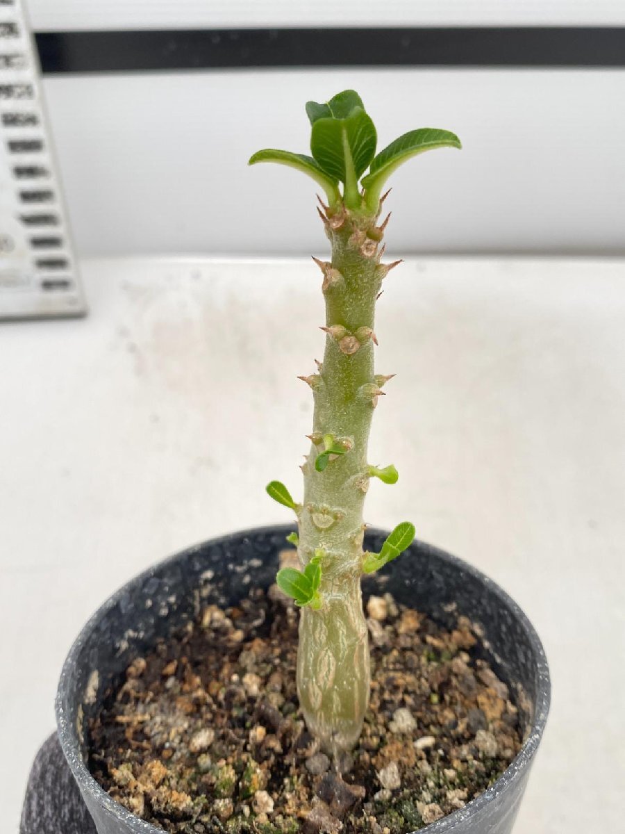 8155 「実生」パキポディウム ウィンゾリ 【種から発芽・発根・Pachypodium windsorii・塊根植物】の画像1