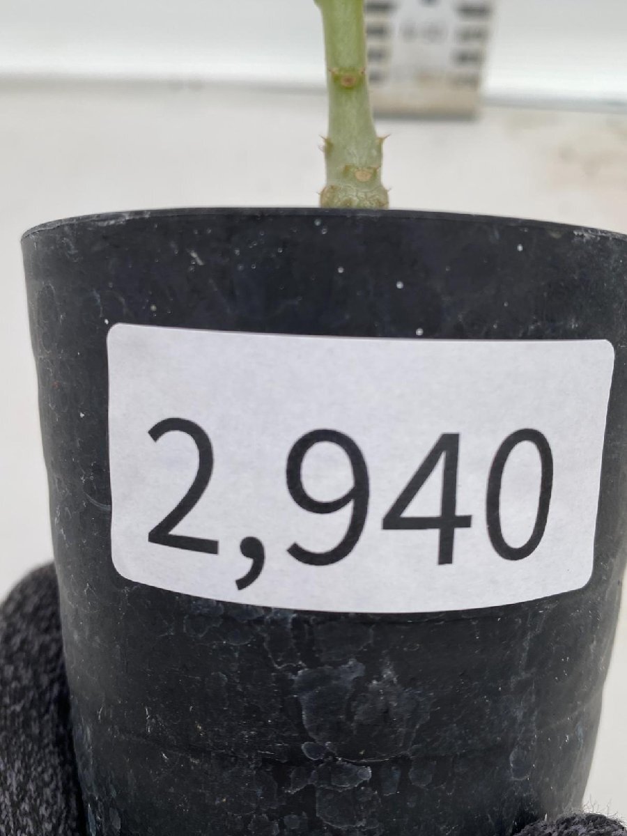 2940 「実生」パキポディウム ウィンゾリ 【種から発芽・発根・Pachypodium windsorii・塊根植物】_画像5