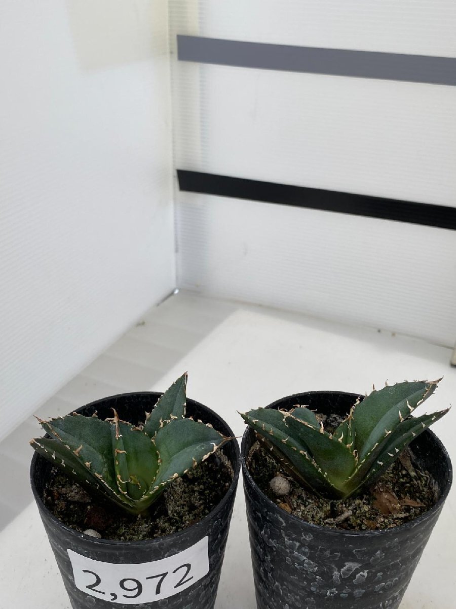 2972 「激レア高級品種」アガベ チタノタ 白鯨 2株セット【発根・多肉植物・Agave Titanota White Whale】_画像3