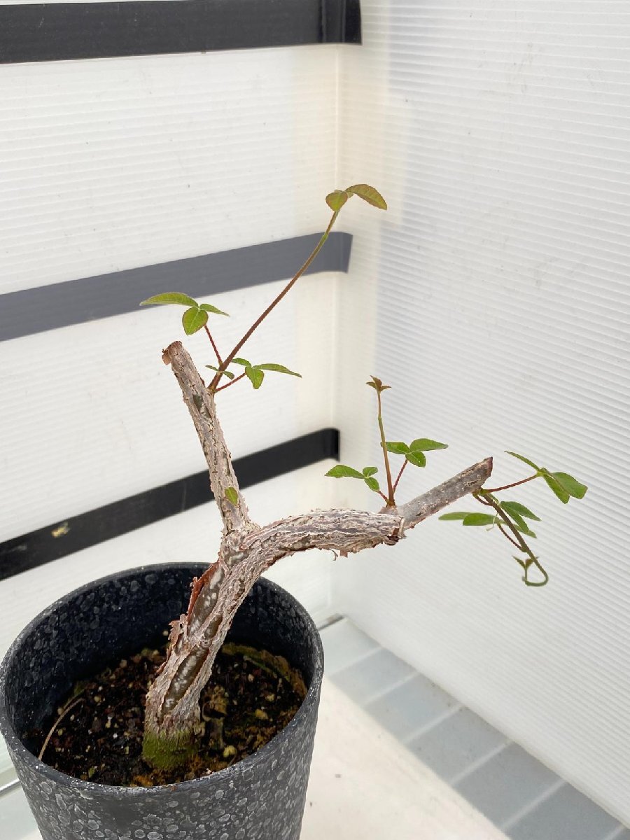 2914 「実生」コミフォラ オルビクラリス【発根・commiphora orbicularis・塊根植物】_画像4