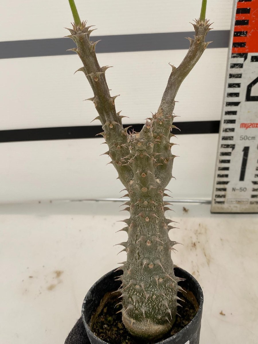 2950 「実生」パキポディウム マカイエンセ 植え【種から発芽！・発根・Pachypodium makayense・塊根植物】_画像3