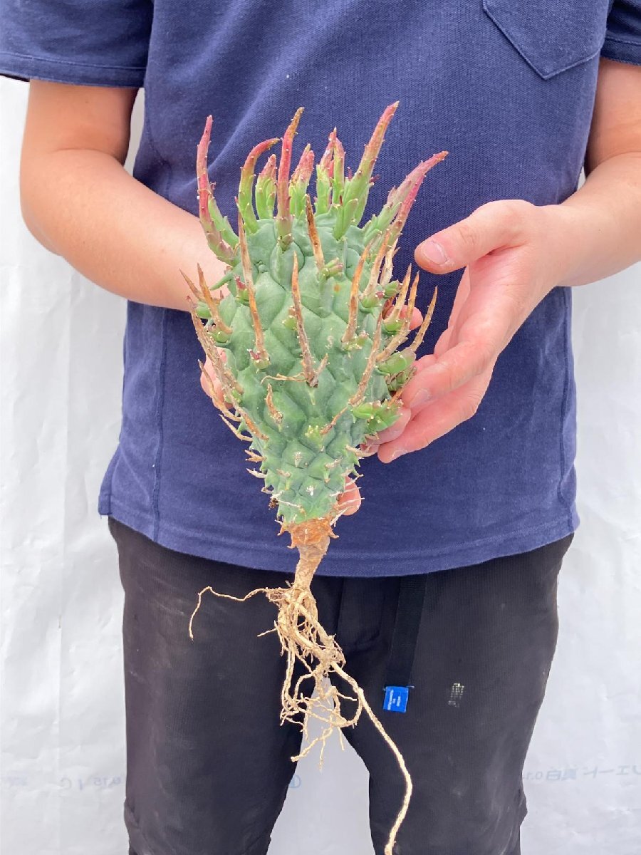 3206 「実生」ユーフォルビア スコエンランディ 抜き苗【畑地植え株・Euphorbia schoenlandii・闘牛角・多肉植物】_画像3