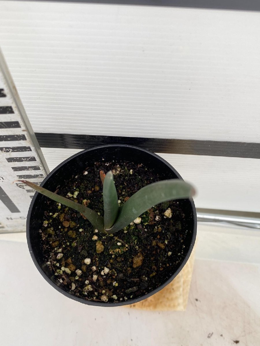 2880 「実生株】アロエ スザンナエ【種から発芽！・成長順調厳選株・Aloe・多肉植物】_画像5