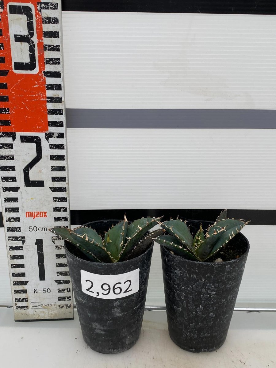 2962 「激レア高級品種」アガベ チタノタ 白鯨 2株セット【発根・多肉植物・Agave Titanota White Whale】_画像1