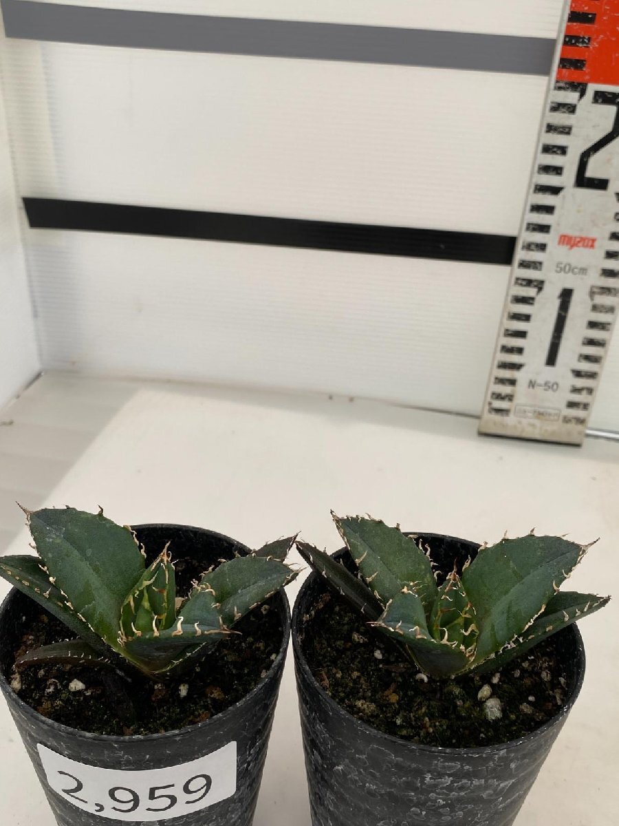 2959 「激レア高級品種」アガベ チタノタ 白鯨 2株セット【発根・多肉植物・Agave Titanota White Whale】_画像3