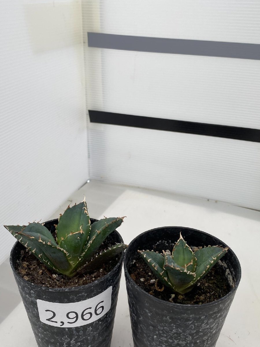 2966 「激レア高級品種」アガベ チタノタ 白鯨 2株セット【発根・多肉植物・Agave Titanota White Whale】_画像3