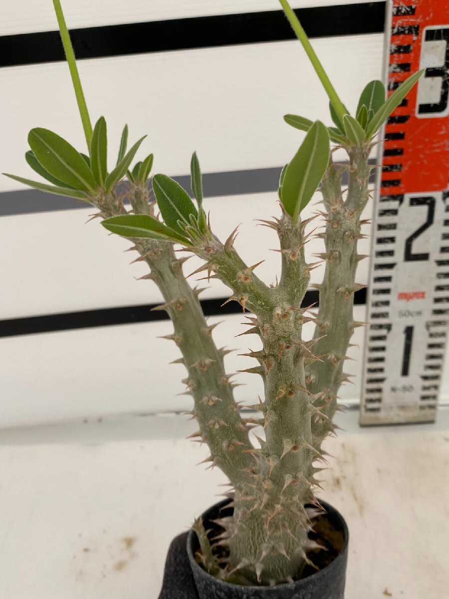 2948 「実生」パキポディウム マカイエンセ 植え【種から発芽！・発根・Pachypodium makayense・塊根植物】_画像4