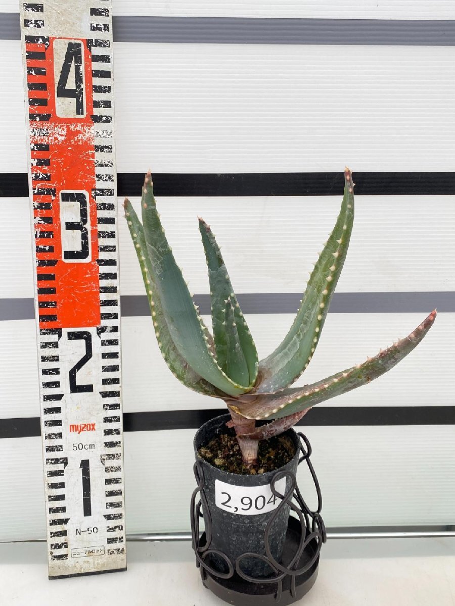 2904 「実生」アロエ　カピタータ【発根・Aloe capitata・美株・多肉植物】_画像1