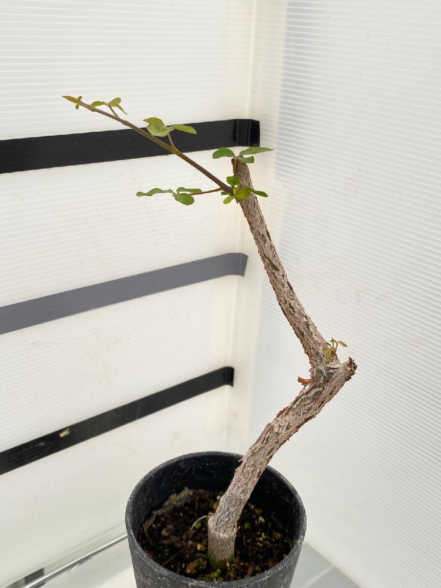 2913 「実生」コミフォラ オルビクラリス【発根・commiphora orbicularis・塊根植物】_画像1