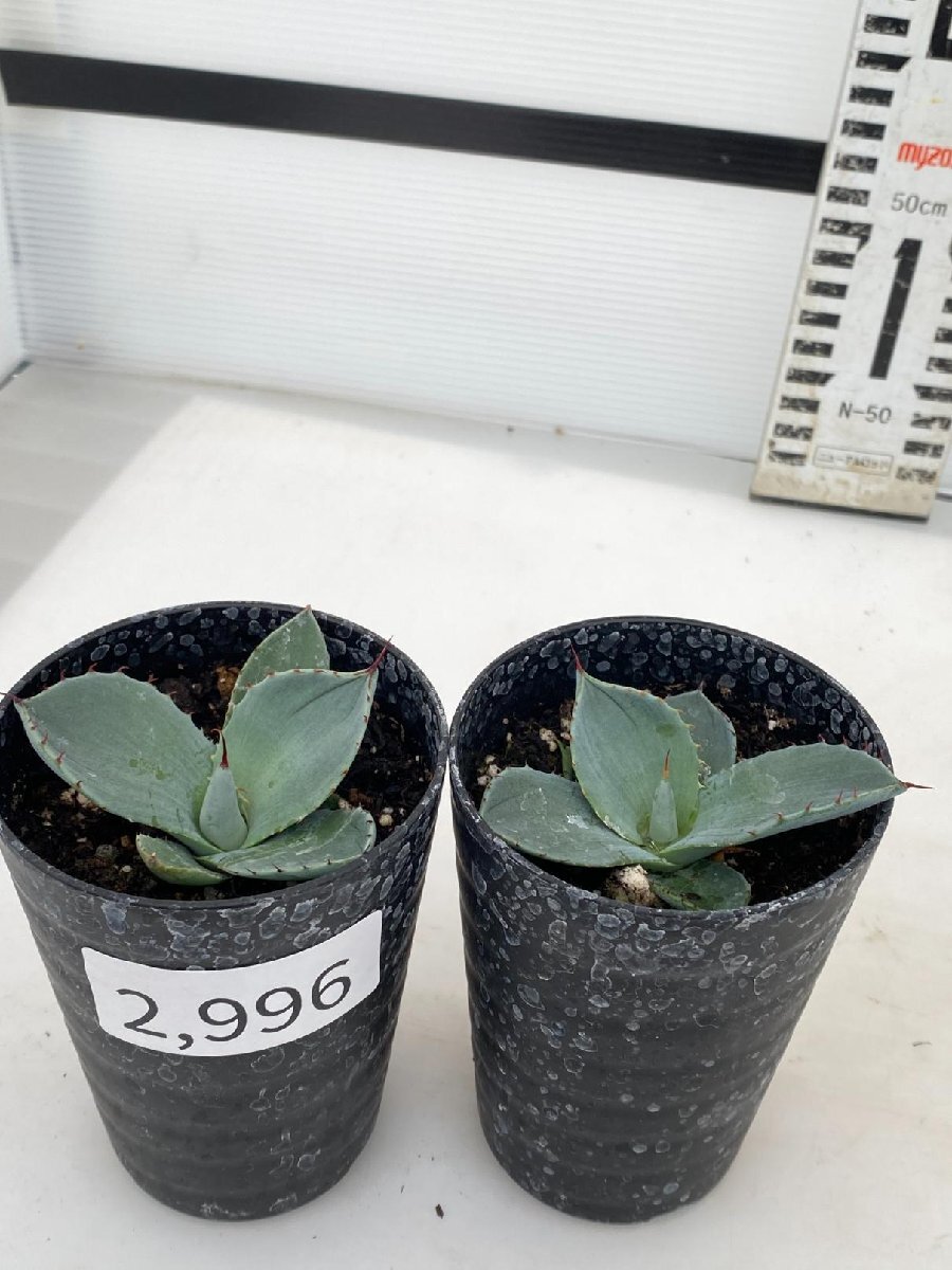 2996 「多肉植物】アガベ パリートランカータ 2株セット【発根・子株・Agave parryi var. truncata】_画像1