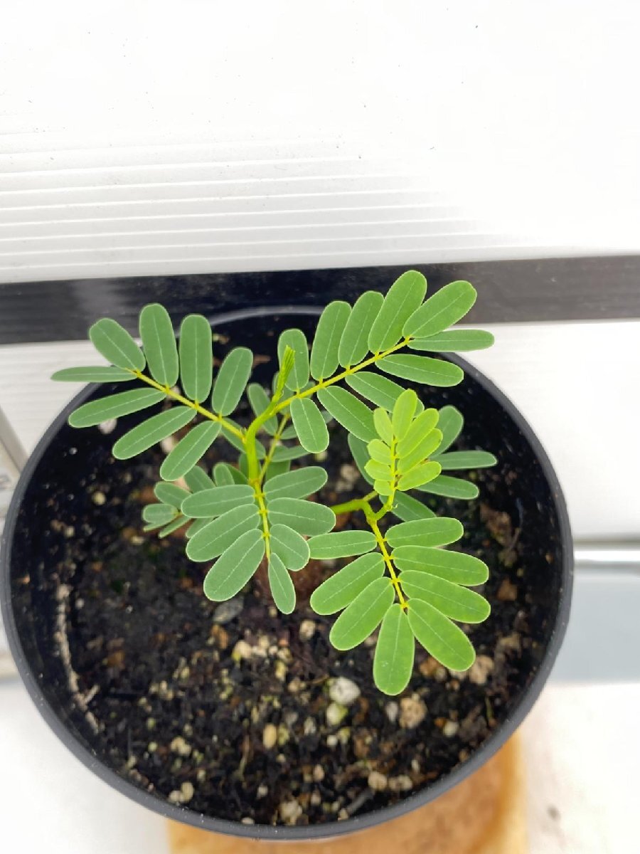 2850 「実生」センナ　メリディオナリス【種から発芽！・発根・Senna meridionalis・葉落ちします】_画像4