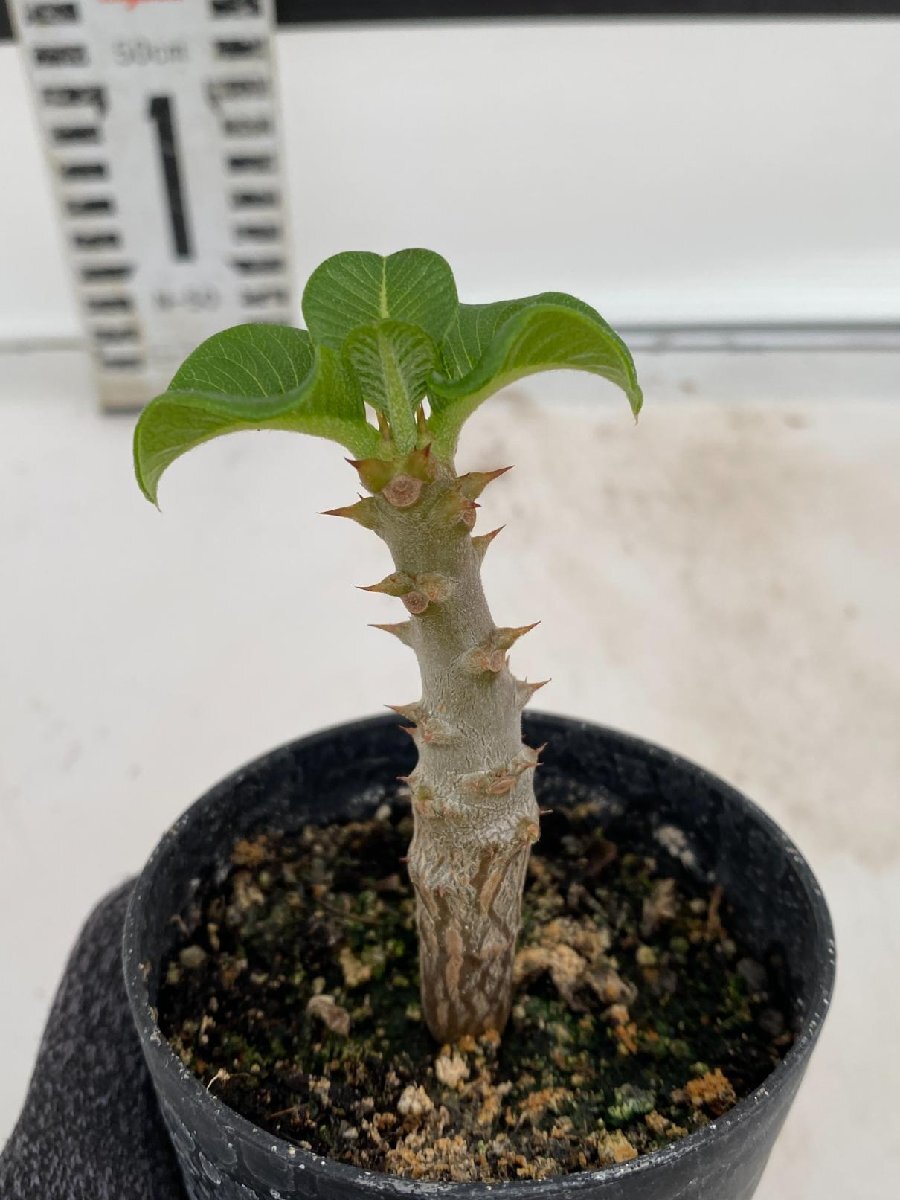 2941 「実生」パキポディウム ウィンゾリ 【種から発芽・発根・Pachypodium windsorii・塊根植物】_画像4