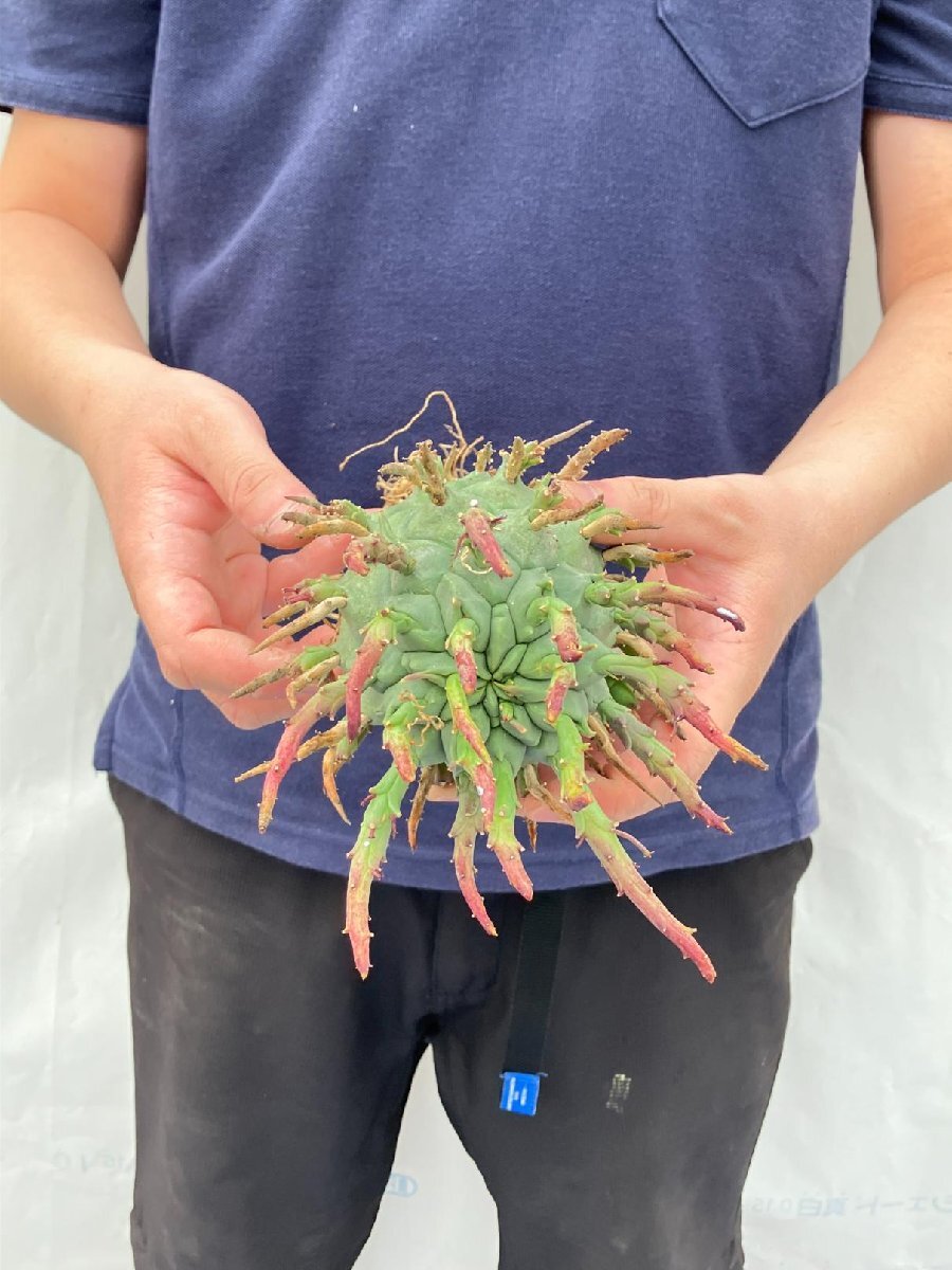 3206 「実生」ユーフォルビア スコエンランディ 抜き苗【畑地植え株・Euphorbia schoenlandii・闘牛角・多肉植物】_画像4