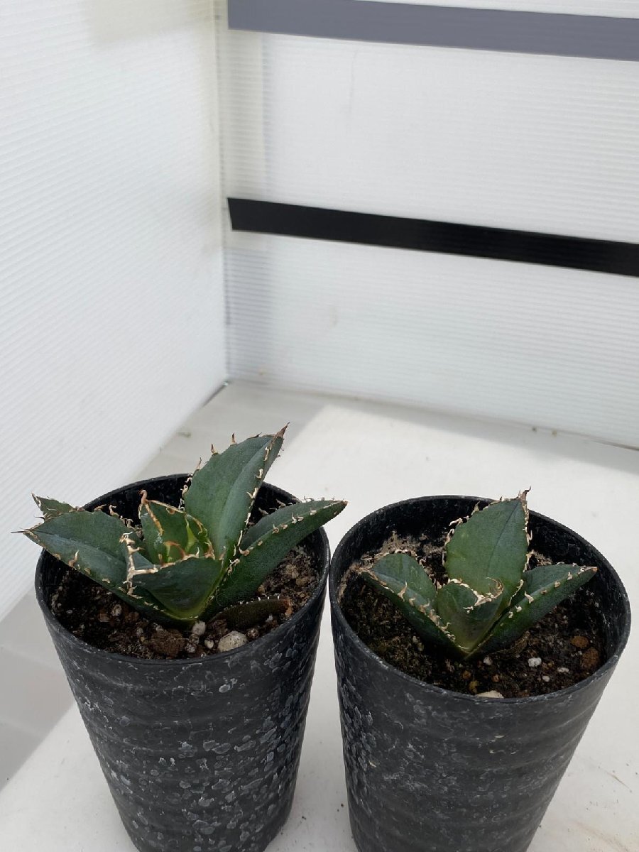 2966 「激レア高級品種」アガベ チタノタ 白鯨 2株セット【発根・多肉植物・Agave Titanota White Whale】_画像4