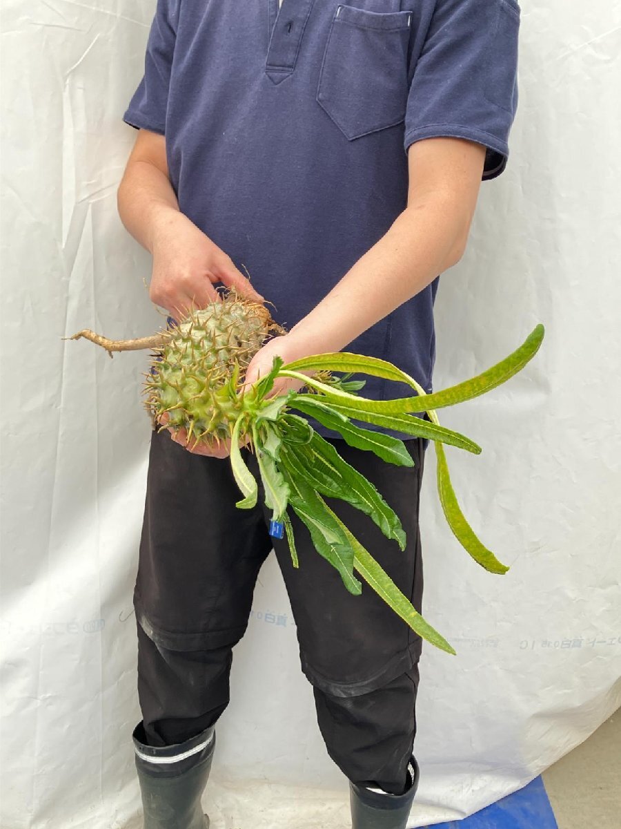 3222 「実生」パキポディウム アンボンゲンセ 抜き苗【種から発芽・畑に地植え株・Pachypodium・葉落ちします・】_画像6