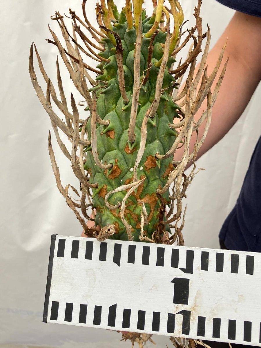 3204 「実生」ユーフォルビア スコエンランディ 抜き苗【畑地植え株・Euphorbia schoenlandii・闘牛角・多肉植物】_画像10