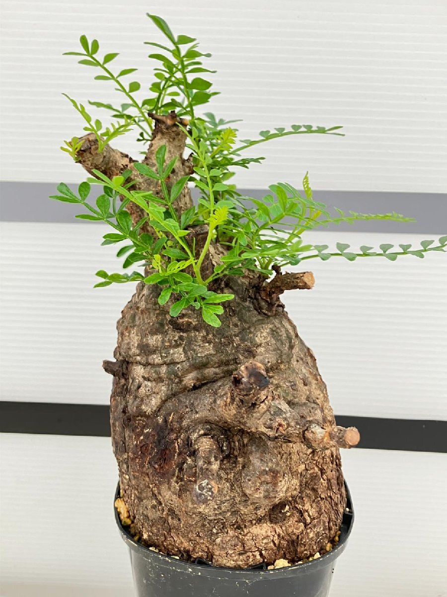 3237 「塊根植物」オペルクリカリア パキプス　植え【発根未確認・芽吹き・Operculicarya pachypus】_画像9