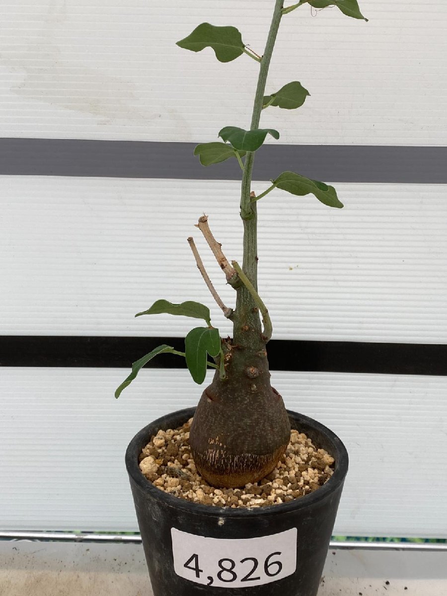 4826 「塊根植物」アデニア スピノーサ 植え【発根未確認・Adenia spinosa・多肉植物・丸株】_画像3