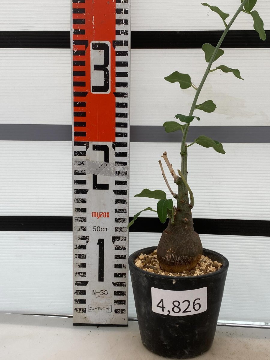 4826 「塊根植物」アデニア スピノーサ 植え【発根未確認・Adenia spinosa・多肉植物・丸株】_画像1