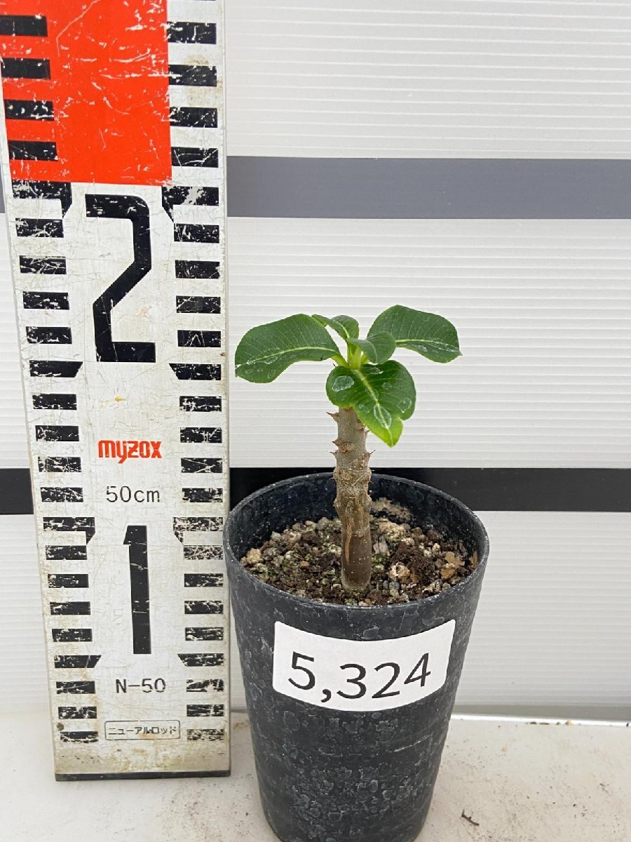 5324 「実生」パキポディウム ウィンゾリ 【種から発芽・発根・Pachypodium windsorii・塊根植物】_画像5