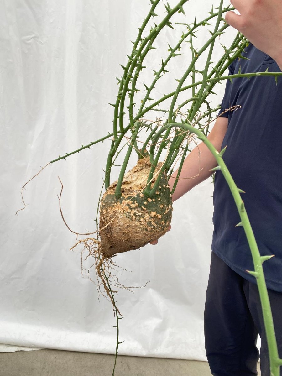 4477 「塊根植物」アデニア グロボーサ 抜き苗【畑地植え株・輸入後自社養生株・Adenia globosa・多肉植物・穴アリ】_画像5