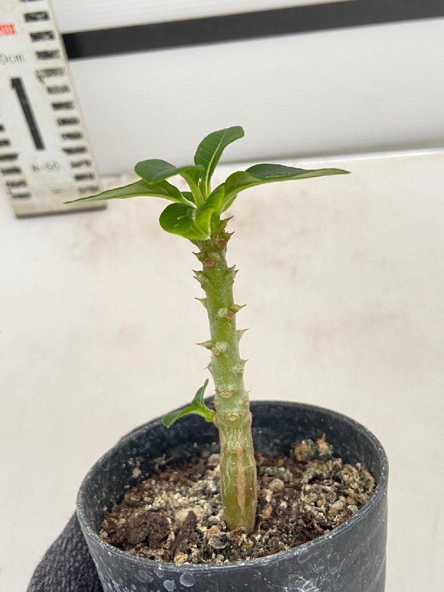 5322 「実生」パキポディウム ウィンゾリ 【種から発芽・発根・Pachypodium windsorii・塊根植物】_画像2