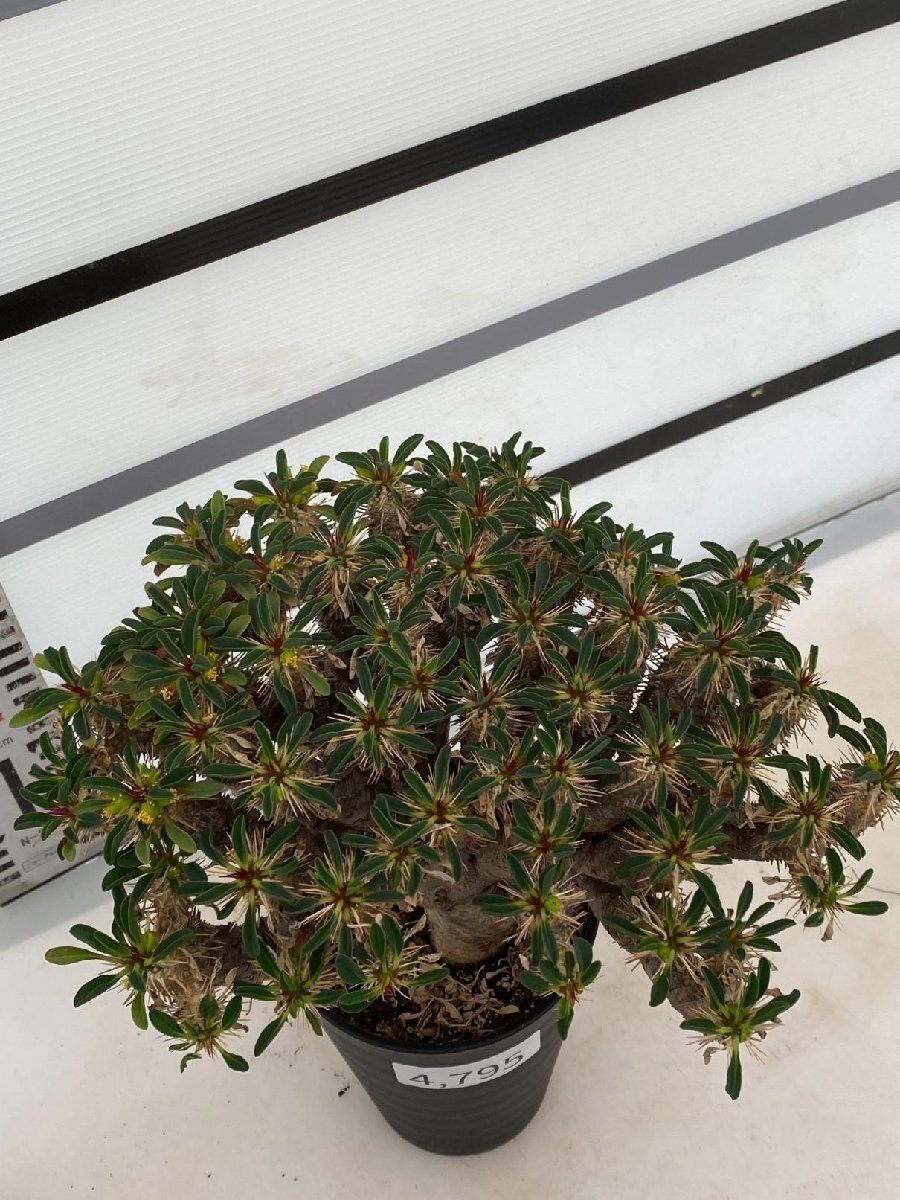 4795 「多肉植物」ユーフォルビア ギラウミニアナ 植え【発根・Euphorbia guillauminiana・発芽開始】_画像5