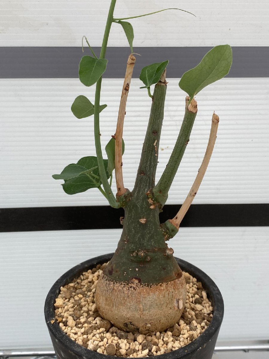 4824 「塊根植物」アデニア スピノーサ 植え【発根未確認・Adenia spinosa・多肉植物・丸株】_画像3