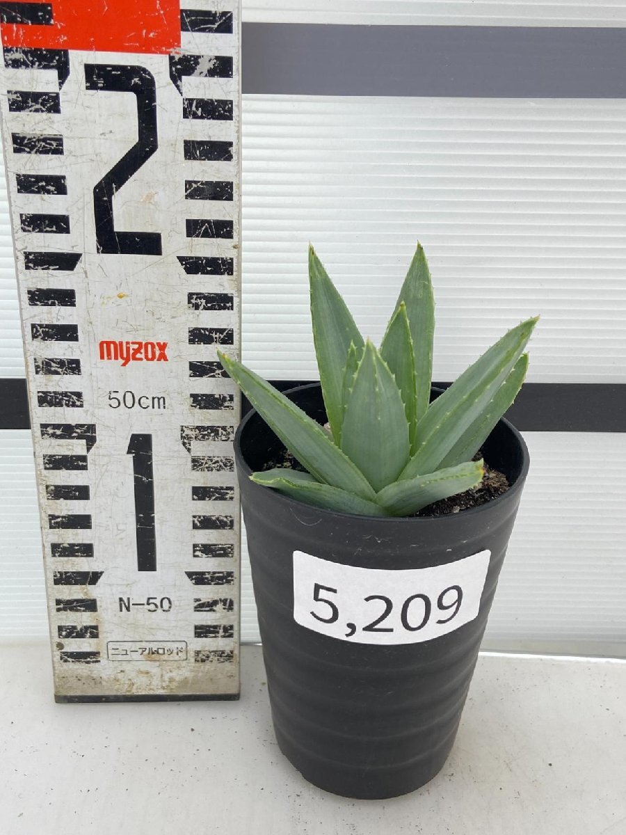 5209 「多肉植物」アロエ ポリフィラ【実生・成長順調厳選株・Aloe polyphylla・多肉植物・発根】_画像4