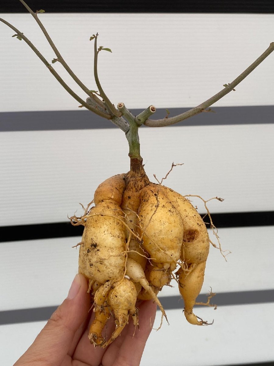 4799 「実生」アデニア サブセシリフォリア 抜き苗【Adenia subsessilifolia・塊根植物・地植え株】_画像1