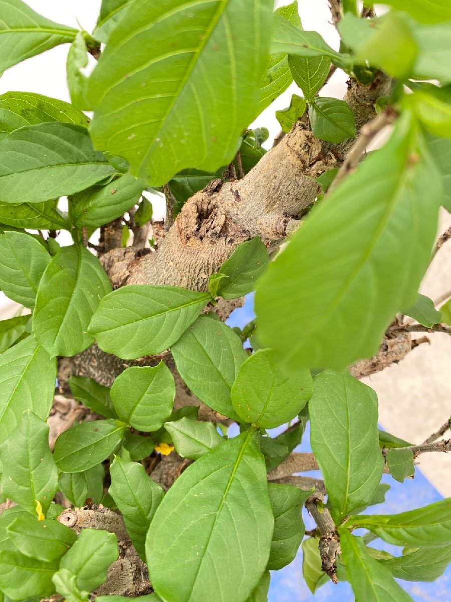 4480 「塊根植物」アダンソニア　バオバブ　抜き苗【発根・芽吹き・adansonia・詳細品種不明】_画像7