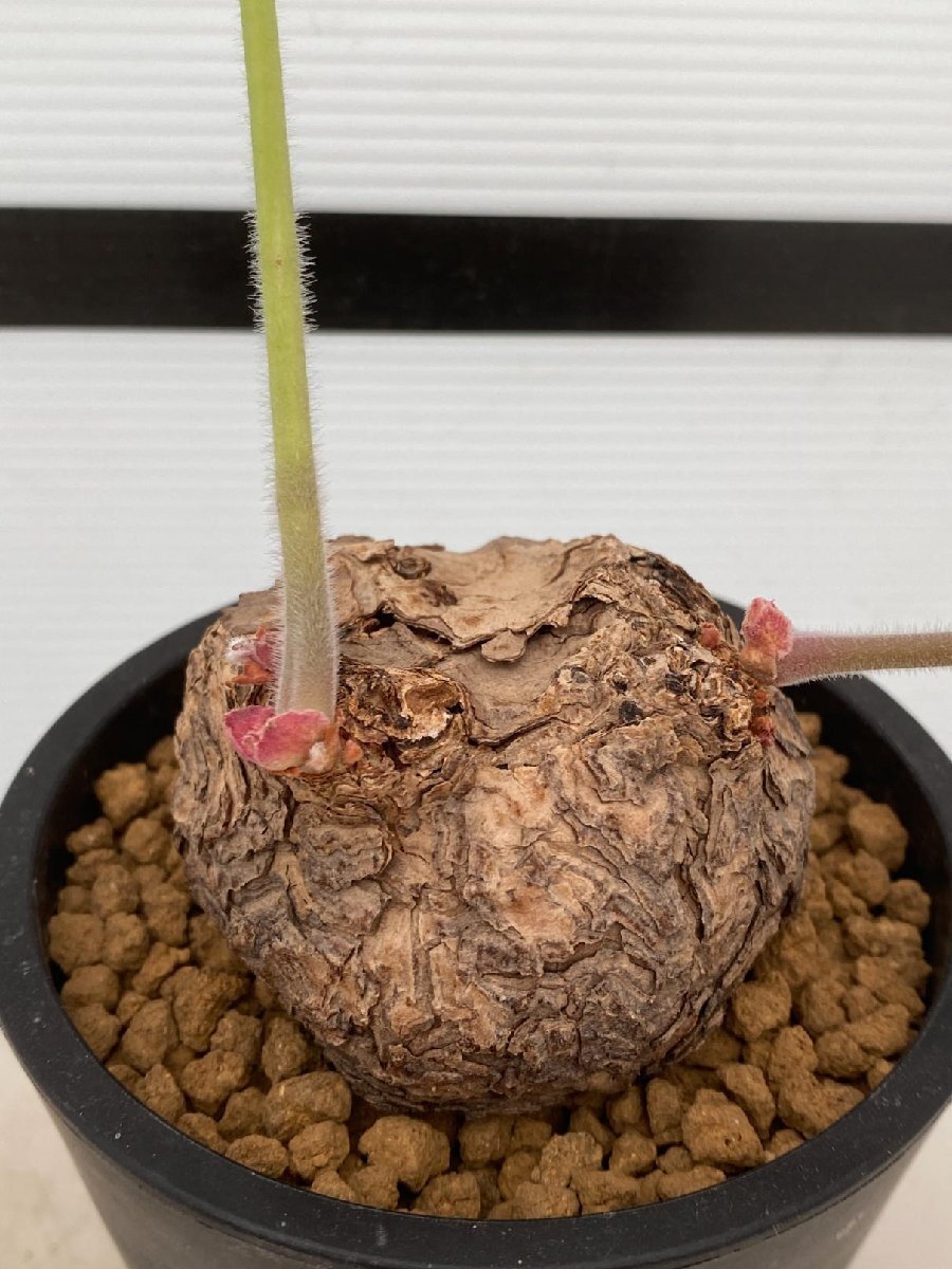 4828 「塊根植物」ペラルゴニウム トリステ 植え【発根・発芽・Pelargonium triste・削れ・割れアリ】_画像4