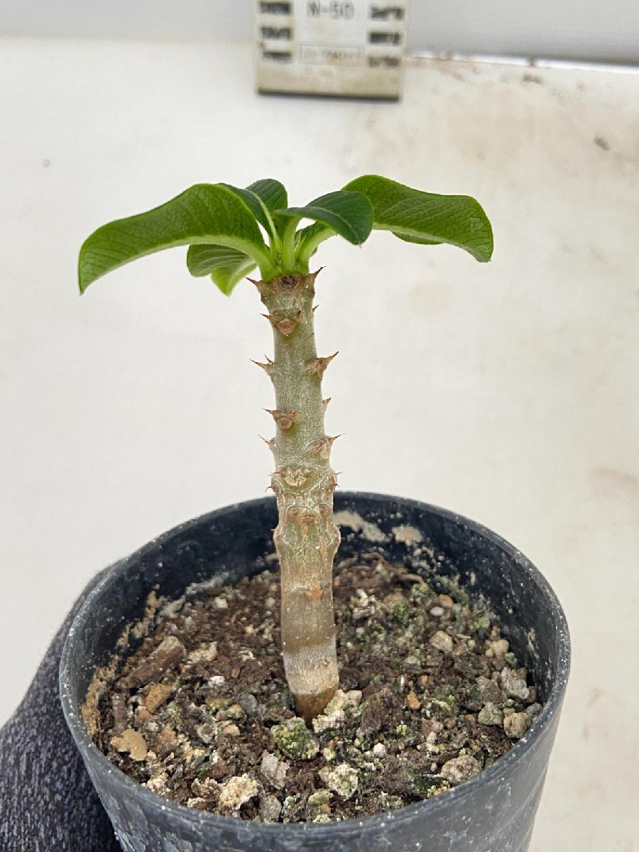 5324 「実生」パキポディウム ウィンゾリ 【種から発芽・発根・Pachypodium windsorii・塊根植物】_画像2