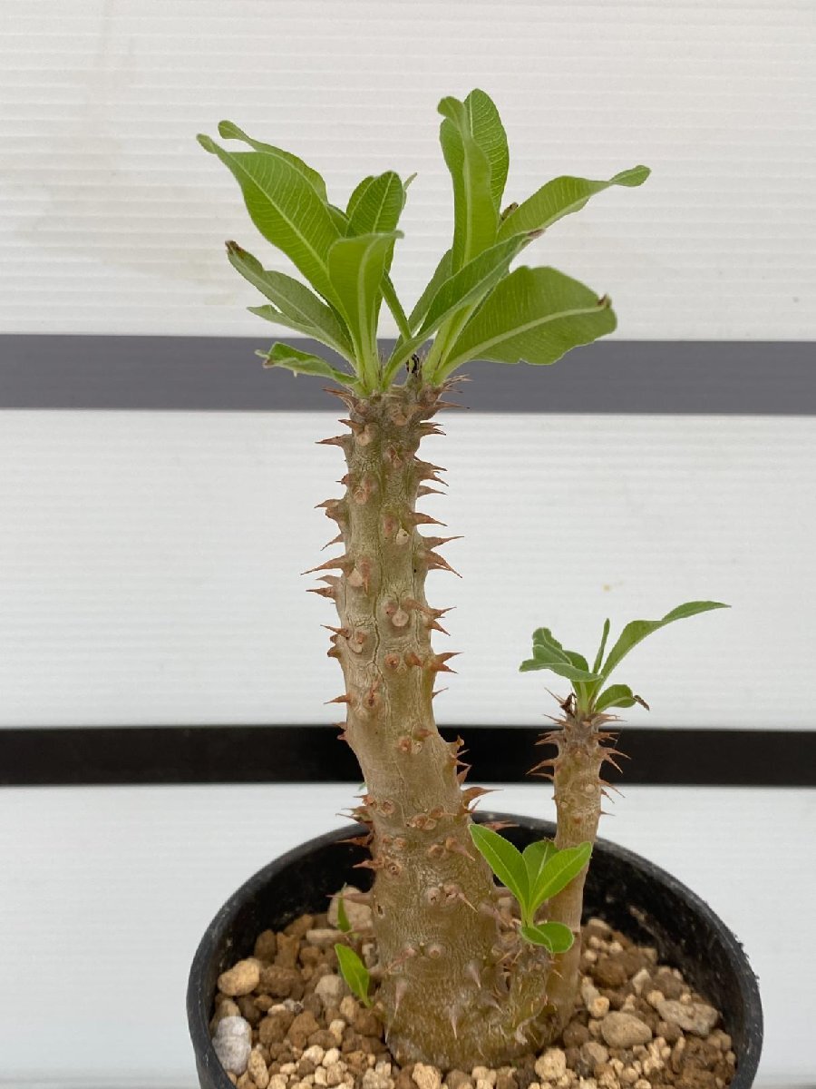 4830 「実生」パキポディウム マカイエンセ 植え【種から発芽！・発根・Pachypodium makayense・塊根植物】_画像4