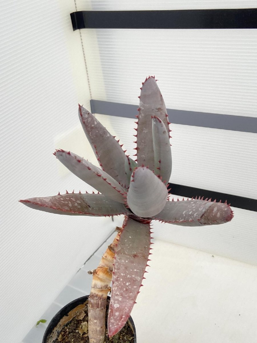 5318 「実生」アロエ パキダクティロス【多肉植物・アロエ・種から発芽！Aloe pachydactylos】_画像2