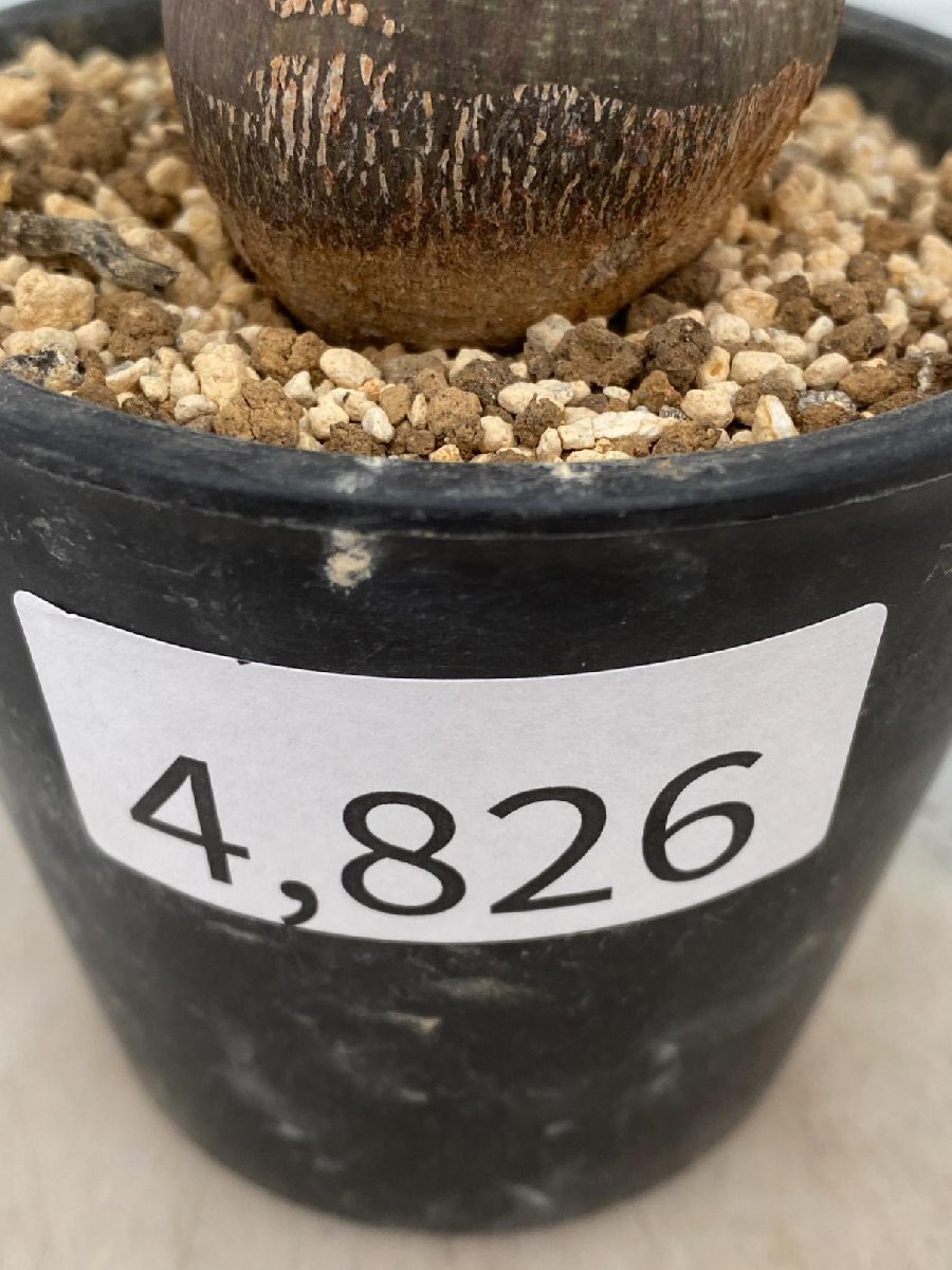 4826 「塊根植物」アデニア スピノーサ 植え【発根未確認・Adenia spinosa・多肉植物・丸株】_画像5