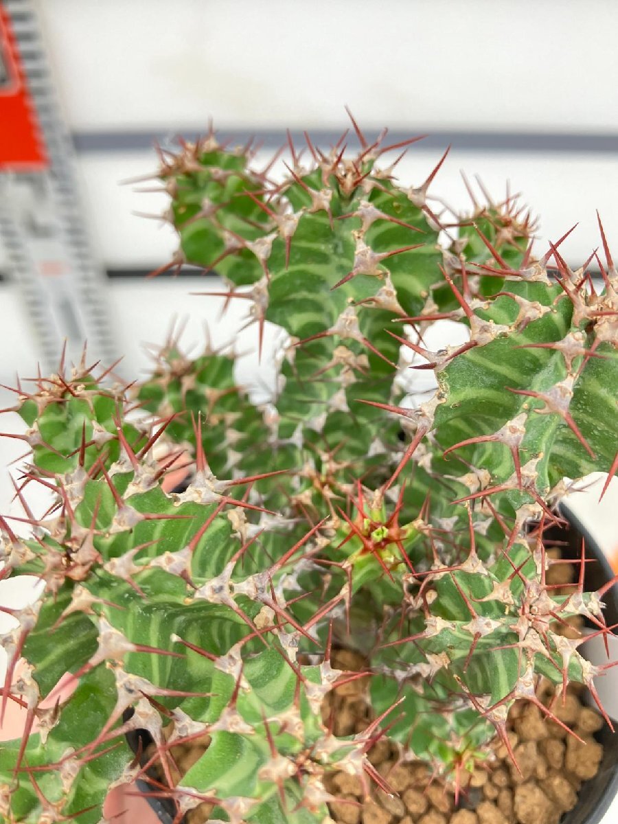 6354 「多肉植物」ユーフォルビア ノベリー 植え【発根未確認・塊根植物・Euphorbia knobelii・閃光閣】_画像3